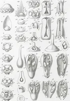 Picture 74 of 91 from (Band 2): Atlas (1857), leaf 133