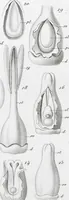 Picture 75 of 91 from (Band 2): Atlas (1857), leaf 135