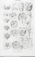 Picture 76 of 91 from (Band 2): Atlas (1857), leaf 139