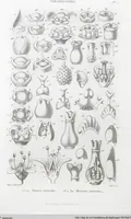 Picture 1 of 91 from (Band 2): Atlas (1857), leaf 14