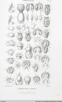 Picture 77 of 91 from (Band 2): Atlas (1857), leaf 140