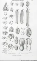 Picture 79 of 91 from (Band 2): Atlas (1857), leaf 145