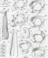 Picture 80 of 91 from (Band 2): Atlas (1857), leaf 147