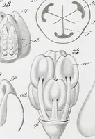 Picture 81 of 91 from (Band 2): Atlas (1857), leaf 147