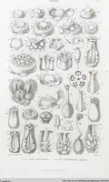 Picture 2 of 91 from (Band 2): Atlas (1857), leaf 15