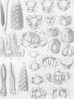 Picture 82 of 91 from (Band 2): Atlas (1857), leaf 151