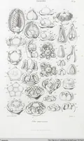 Picture 3 of 91 from (Band 2): Atlas (1857), leaf 16