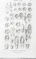 Picture 87 of 91 from (Band 2): Atlas (1857), leaf 162