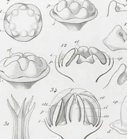 Picture 88 of 91 from (Band 2): Atlas (1857), leaf 163