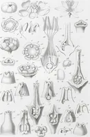 Picture 89 of 91 from (Band 2): Atlas (1857), leaf 164
