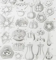 Picture 90 of 91 from (Band 2): Atlas (1857), leaf 166
