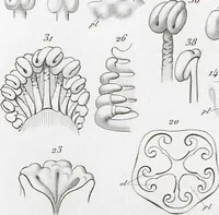 Picture 5 of 91 from (Band 2): Atlas (1857), leaf 17