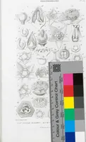 Picture 91 of 91 from (Band 2): Atlas (1857), leaf 173