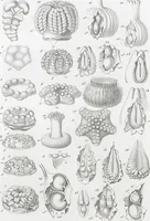 An illustration from (Band 2): Atlas (1857)