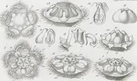 Picture 7 of 91 from (Band 2): Atlas (1857), leaf 21