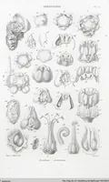 Picture 9 of 91 from (Band 2): Atlas (1857), leaf 24