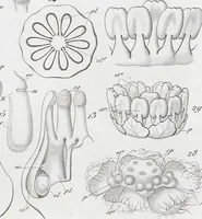 Picture 10 of 91 from (Band 2): Atlas (1857), leaf 25