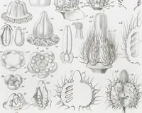 Picture 11 of 91 from (Band 2): Atlas (1857), leaf 26