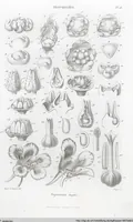 Picture 12 of 91 from (Band 2): Atlas (1857), leaf 28