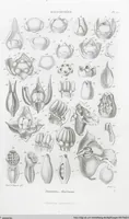 Picture 13 of 91 from (Band 2): Atlas (1857), leaf 29