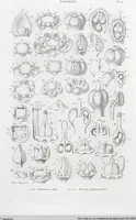 Picture 15 of 91 from (Band 2): Atlas (1857), leaf 33