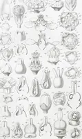 Picture 17 of 91 from (Band 2): Atlas (1857), leaf 35