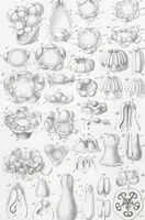 Picture 18 of 91 from (Band 2): Atlas (1857), leaf 38