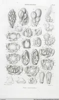 Picture 19 of 91 from (Band 2): Atlas (1857), leaf 40