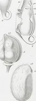 Picture 20 of 91 from (Band 2): Atlas (1857), leaf 42