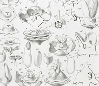 Picture 22 of 91 from (Band 2): Atlas (1857), leaf 47