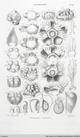 Picture 27 of 91 from (Band 2): Atlas (1857), leaf 52