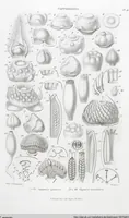 Picture 28 of 91 from (Band 2): Atlas (1857), leaf 53