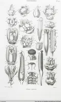 Picture 29 of 91 from (Band 2): Atlas (1857), leaf 54