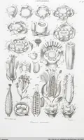 An illustration from (Band 2): Atlas (1857)