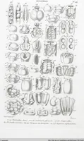 Picture 31 of 91 from (Band 2): Atlas (1857), leaf 56