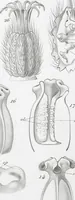 Picture 32 of 91 from (Band 2): Atlas (1857), leaf 58