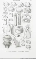 Picture 33 of 91 from (Band 2): Atlas (1857), leaf 59