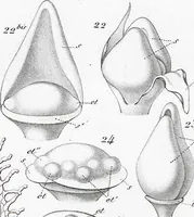 Picture 34 of 91 from (Band 2): Atlas (1857), leaf 60