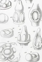 Picture 35 of 91 from (Band 2): Atlas (1857), leaf 60