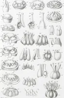 Picture 36 of 91 from (Band 2): Atlas (1857), leaf 63