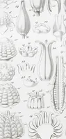 Picture 37 of 91 from (Band 2): Atlas (1857), leaf 66