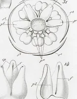 Picture 38 of 91 from (Band 2): Atlas (1857), leaf 67