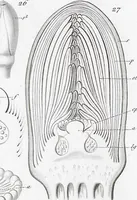 Picture 39 of 91 from (Band 2): Atlas (1857), leaf 71