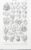 Picture 42 of 91 from (Band 2): Atlas (1857), leaf 77