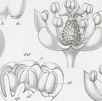 Picture 43 of 91 from (Band 2): Atlas (1857), leaf 78