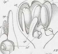 Picture 44 of 91 from (Band 2): Atlas (1857), leaf 78