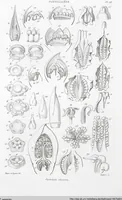 Picture 46 of 91 from (Band 2): Atlas (1857), leaf 80