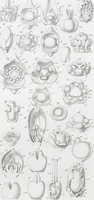 Picture 47 of 91 from (Band 2): Atlas (1857), leaf 82