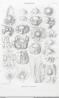 Picture 48 of 91 from (Band 2): Atlas (1857), leaf 85