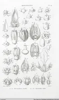 Picture 49 of 91 from (Band 2): Atlas (1857), leaf 86
